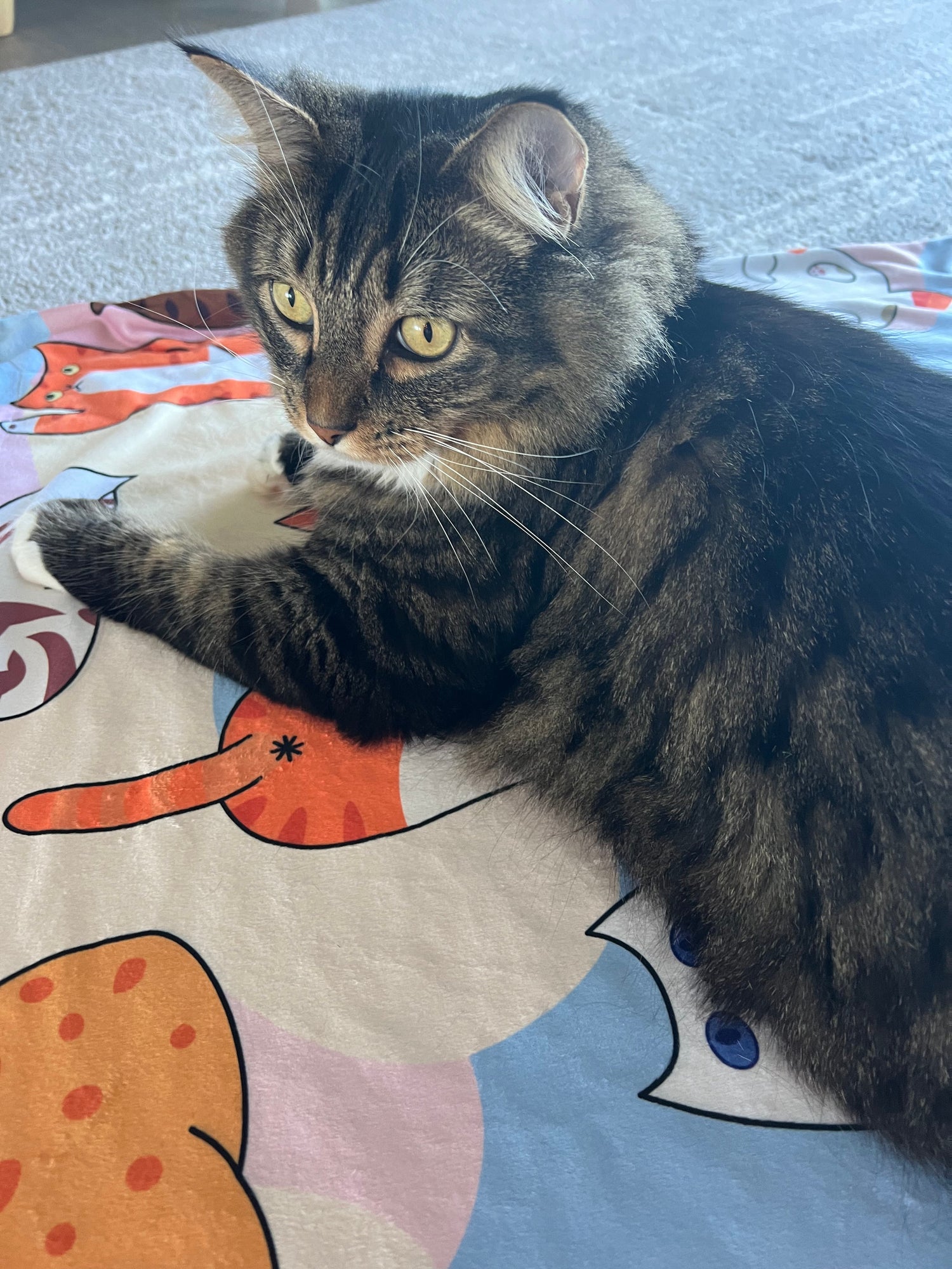 Special Pet Blankets